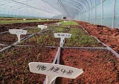 躬耕“試驗田” 拓展“糧豐路” 農業科研與試驗發展的實踐探索